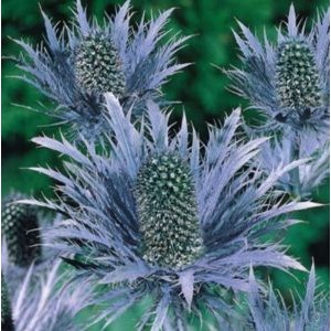 Eryngium alpinum 'Blue Star' / Alpi ogaputk 'Blue Star'